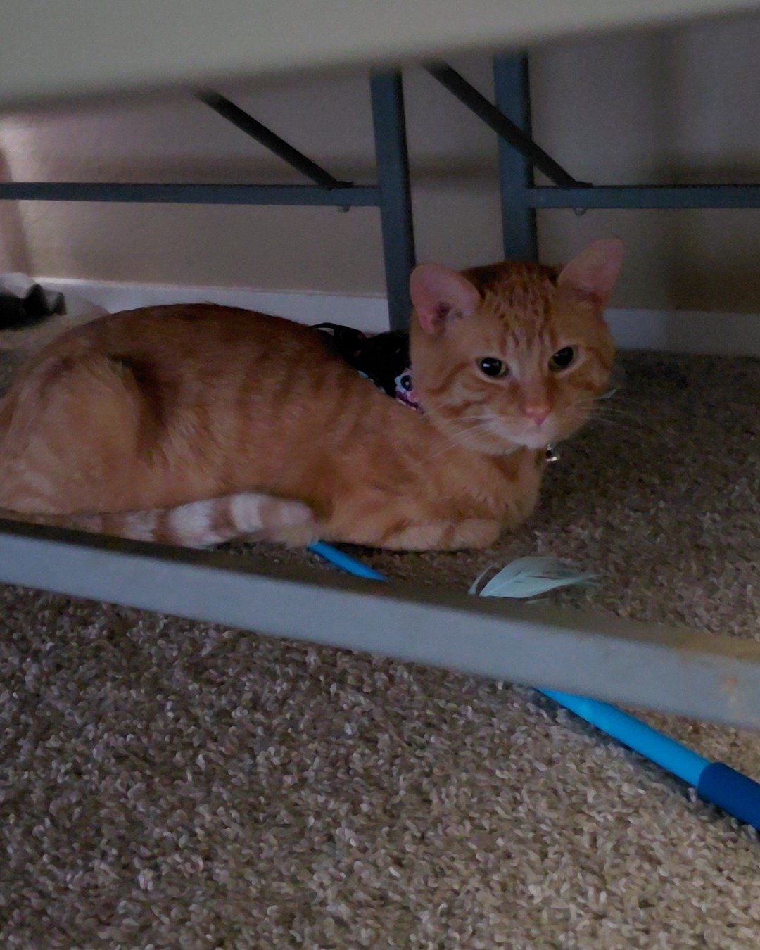 Phenyx the Orange tabby. Cat, Floor, Wood, Abyssinian, Flooring, Kitten