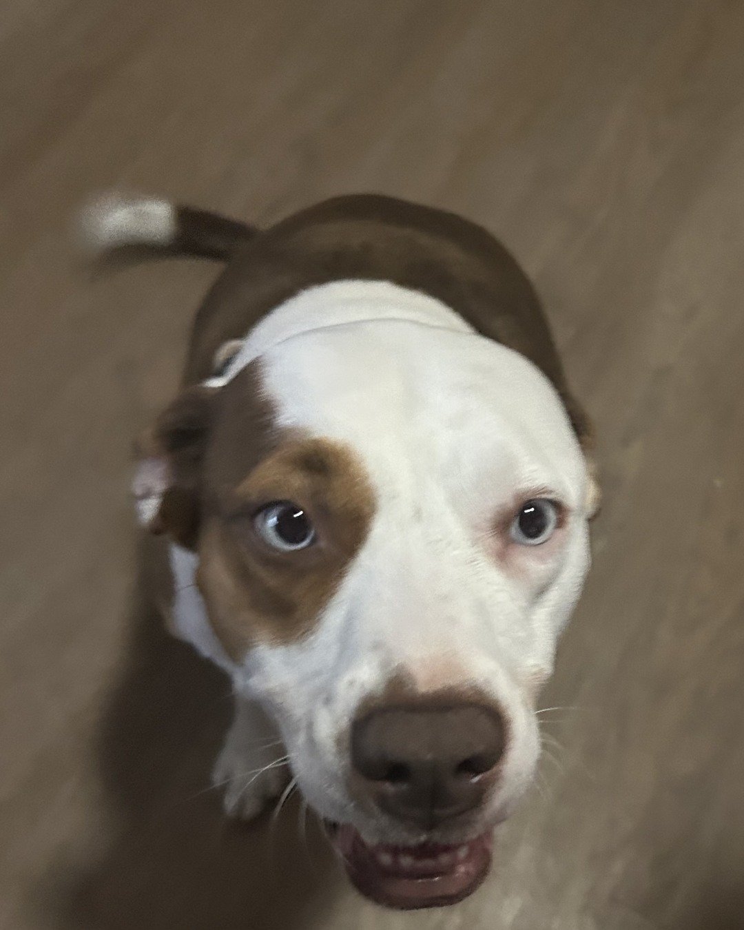Daisy the Australian shepherd pit bull mix. Dog, Hound, Puppy, Snout