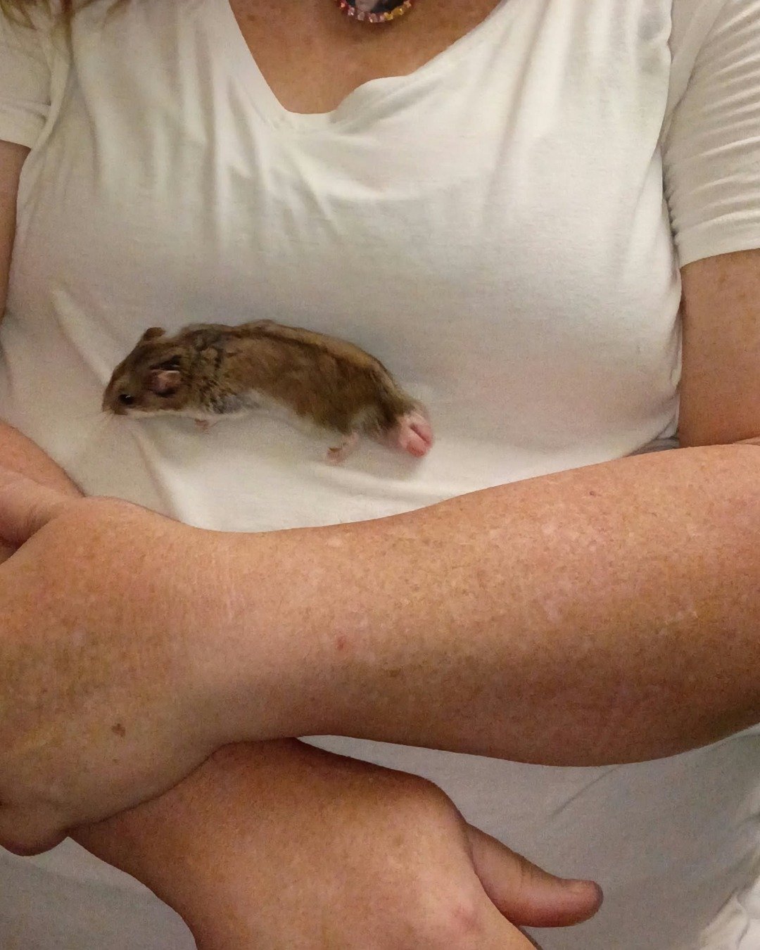 sam the cambell dwarf hamster. Rat, Rodent