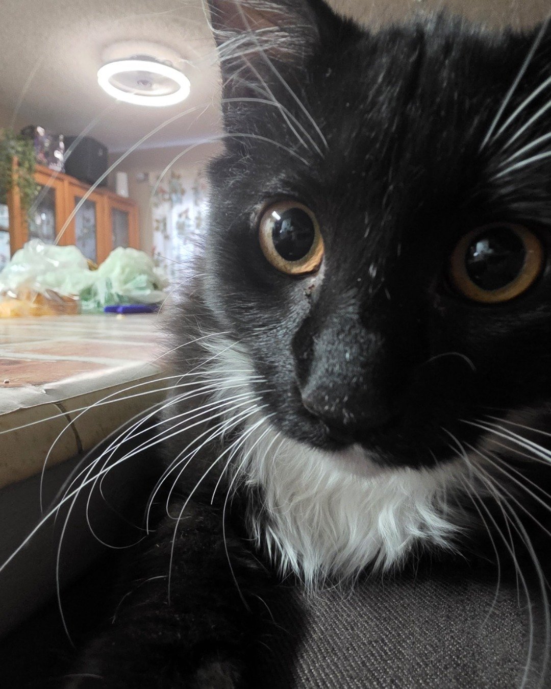 Andy. Cat, Plant, Potted Plant
