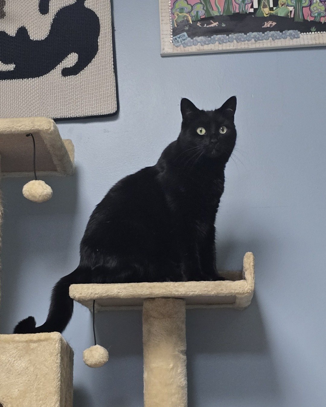 Balerion. Cat, Black Cat
