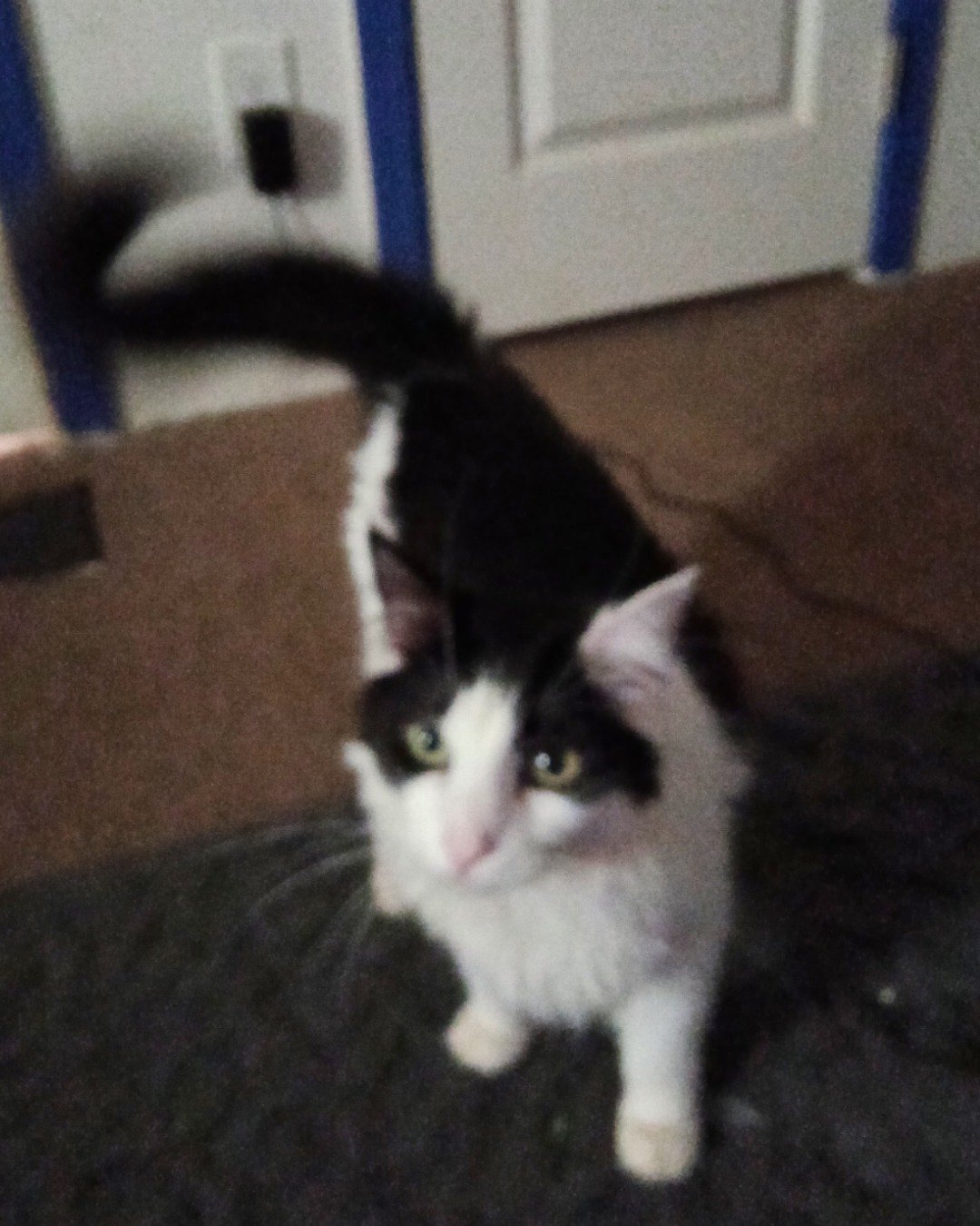 zap the Maine Coon tuxedo. Door, Cat, Kitten