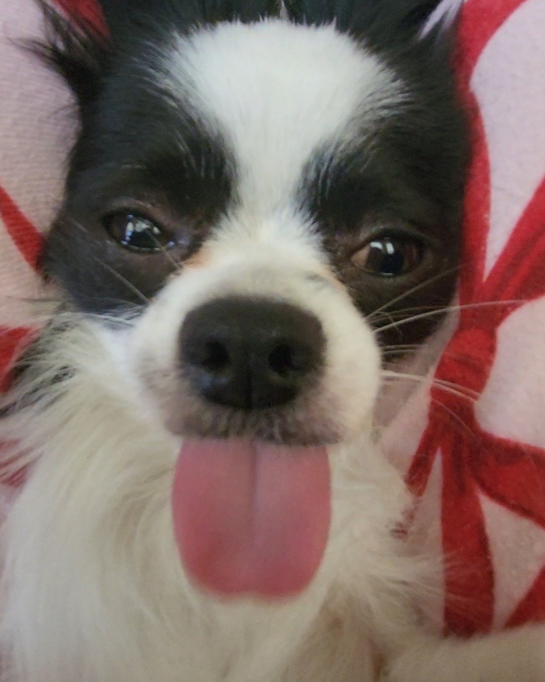 Danny the Long haired Chihuahua. Dog, Puppy