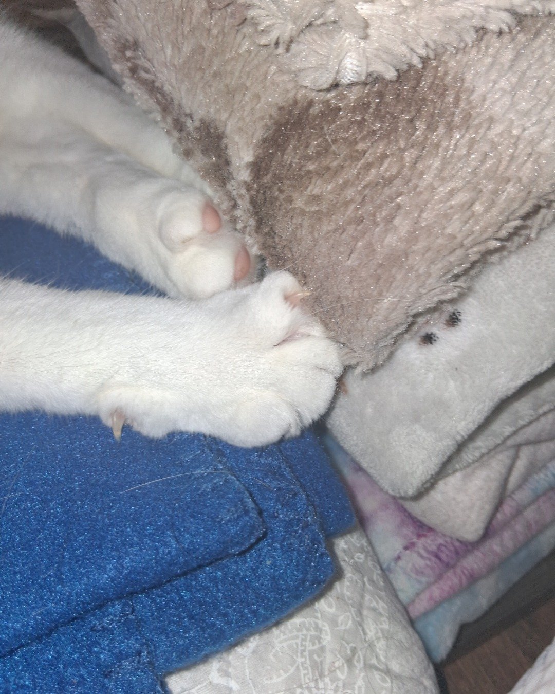 Callie the Calico maincoon. Blanket, Rat, Rodent