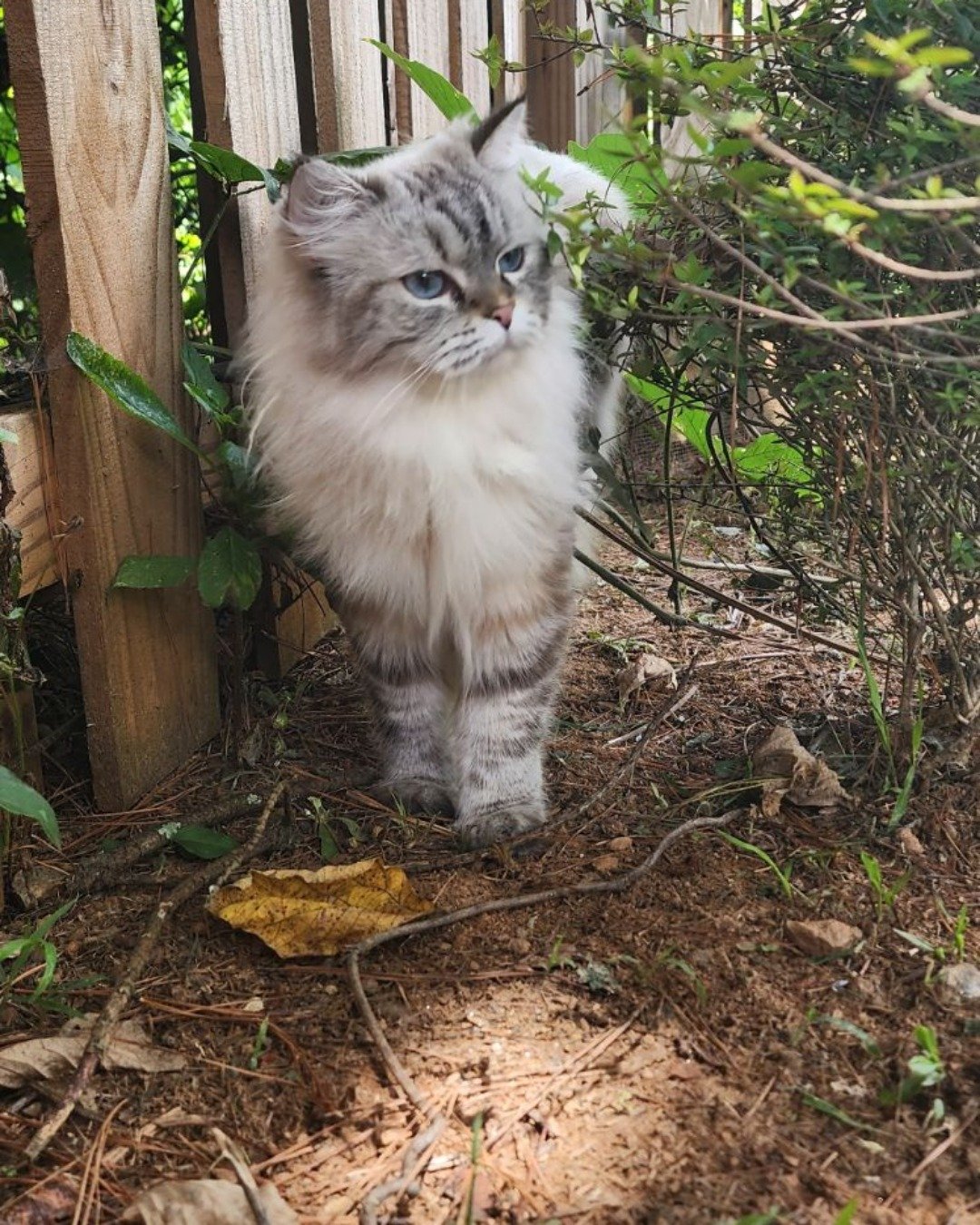 Luna the Persian Ragdoll. Soil, Backyard, Nature, Outdoors, Yard, Herbal