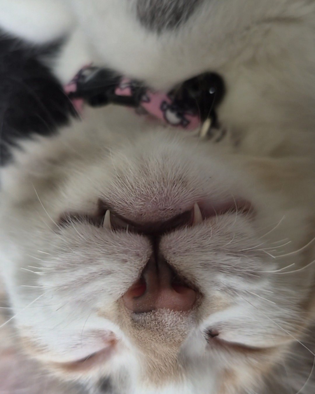 Dawn 🌅 the Domestic Shorthair — Calliby. Electronics, Hardware, Cat, Kitten, Body Part, Mouth