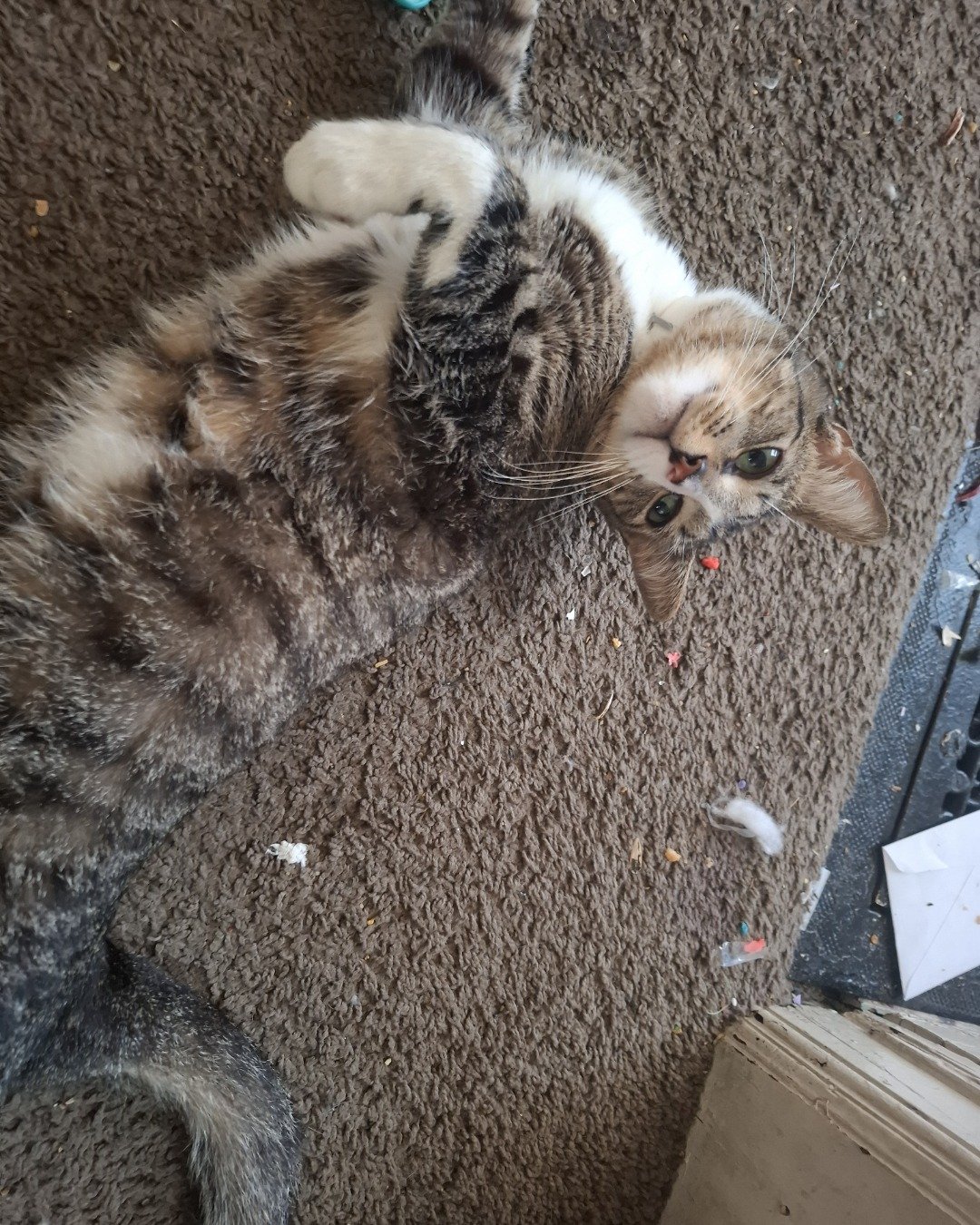 zenth. Cat, Kitten, Floor, Manx