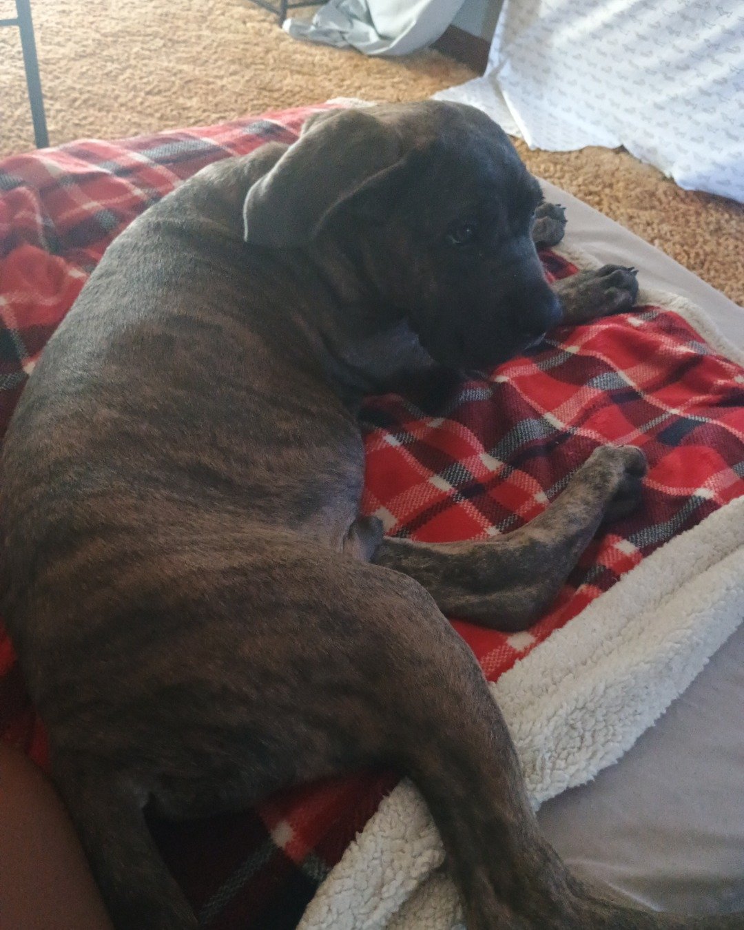 dozer the king Corso. Boxer, Bulldog, Dog, Puppy