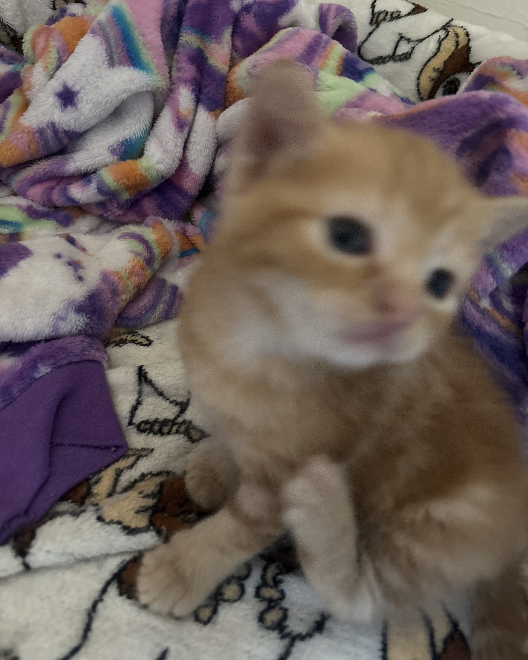 Roxy,nacho,noodle,sunny. Cat, Kitten, Blanket