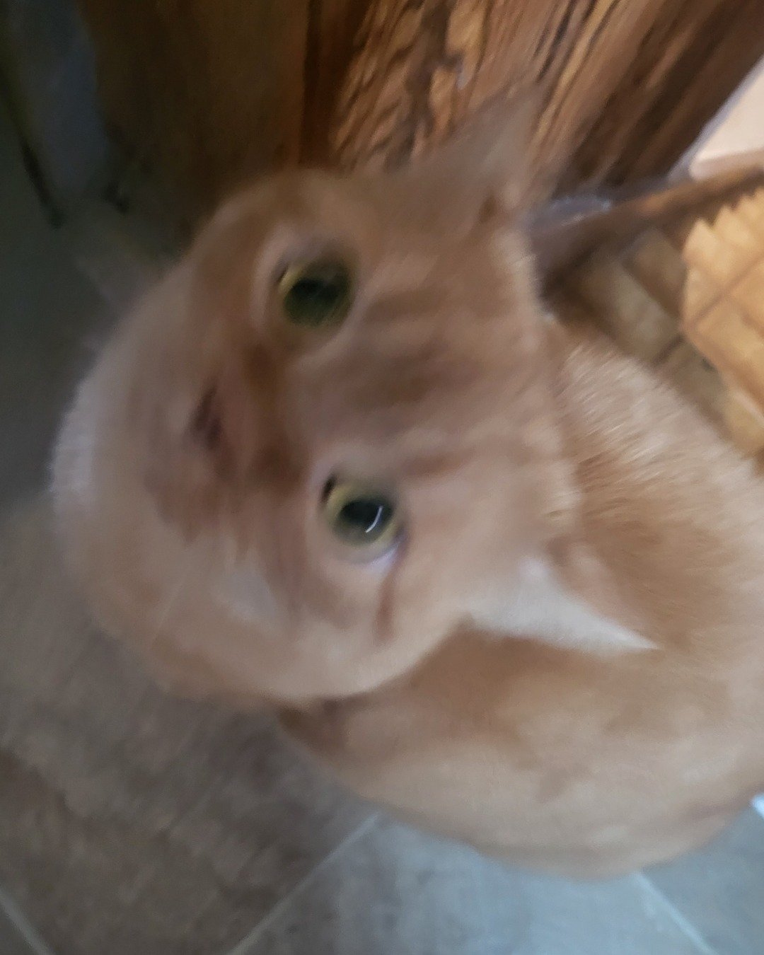 Rosie the American Shorthair. Wood, Cat, Kitten, Person, Floor