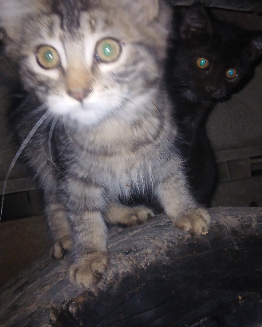 Baby Girl and Batgirl. Cat, Kitten