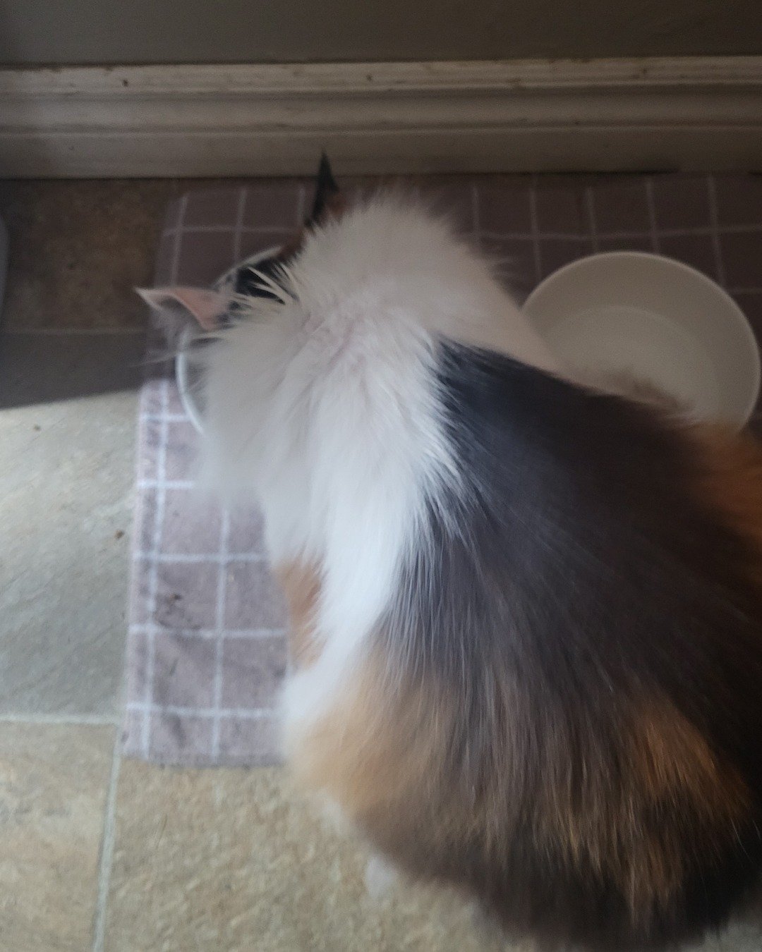 daisy. Floor, Flooring, Cat