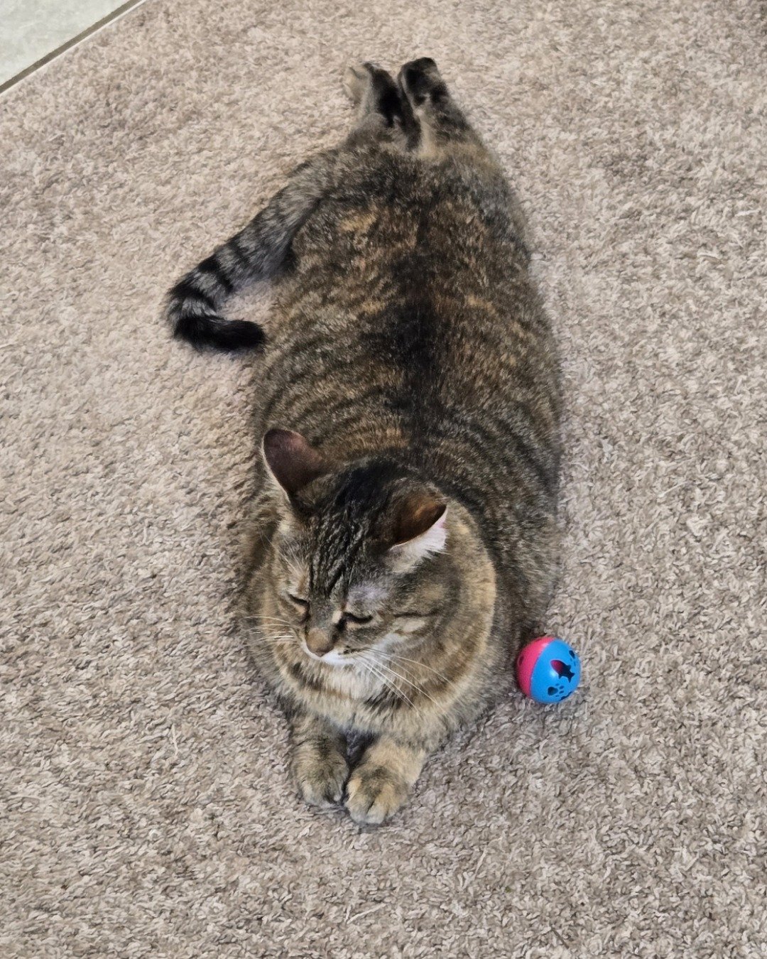 Lucy the tabby. Cat, Manx