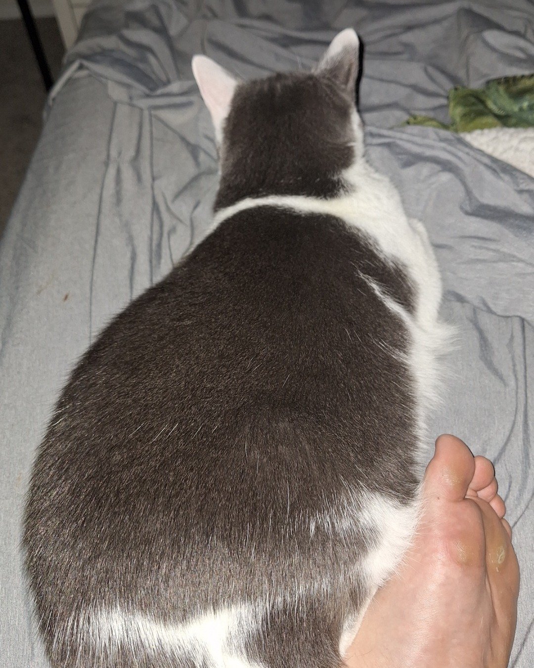 Cloudfur the American Shorthair. Cat, Manx