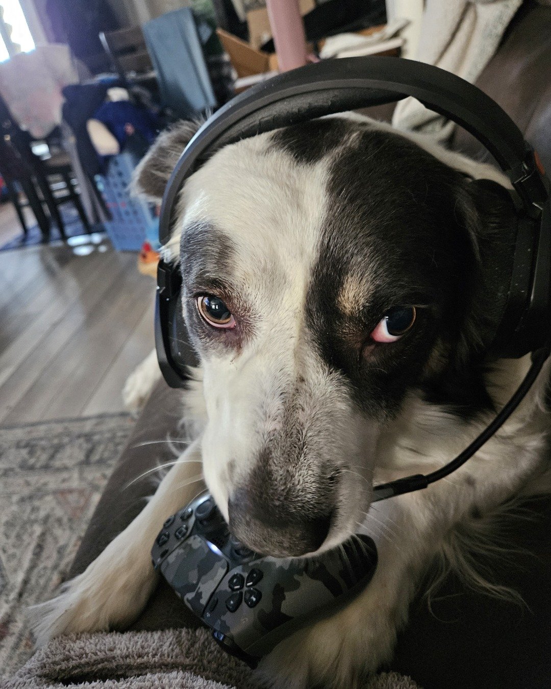 Grayson the Border Collie Shepherd Mix. Dog, Electronics, Headphones, Hound