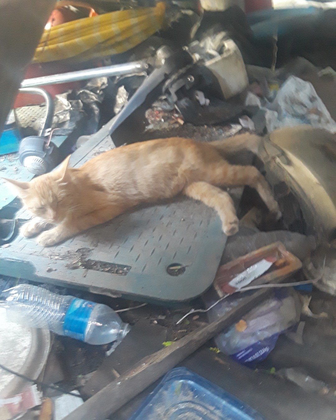 pumpkin the orange tabby. Cat, Dog, Puppy