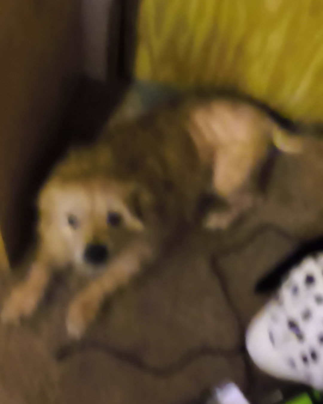 dexter the mutt. Dog, Puppy, Golden Retriever