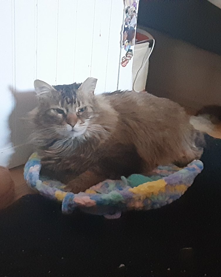 Hot Tamale/Mollie the Norwegian Forest Cat. Basket, Cat, Kitten, Plant, Potted Plant