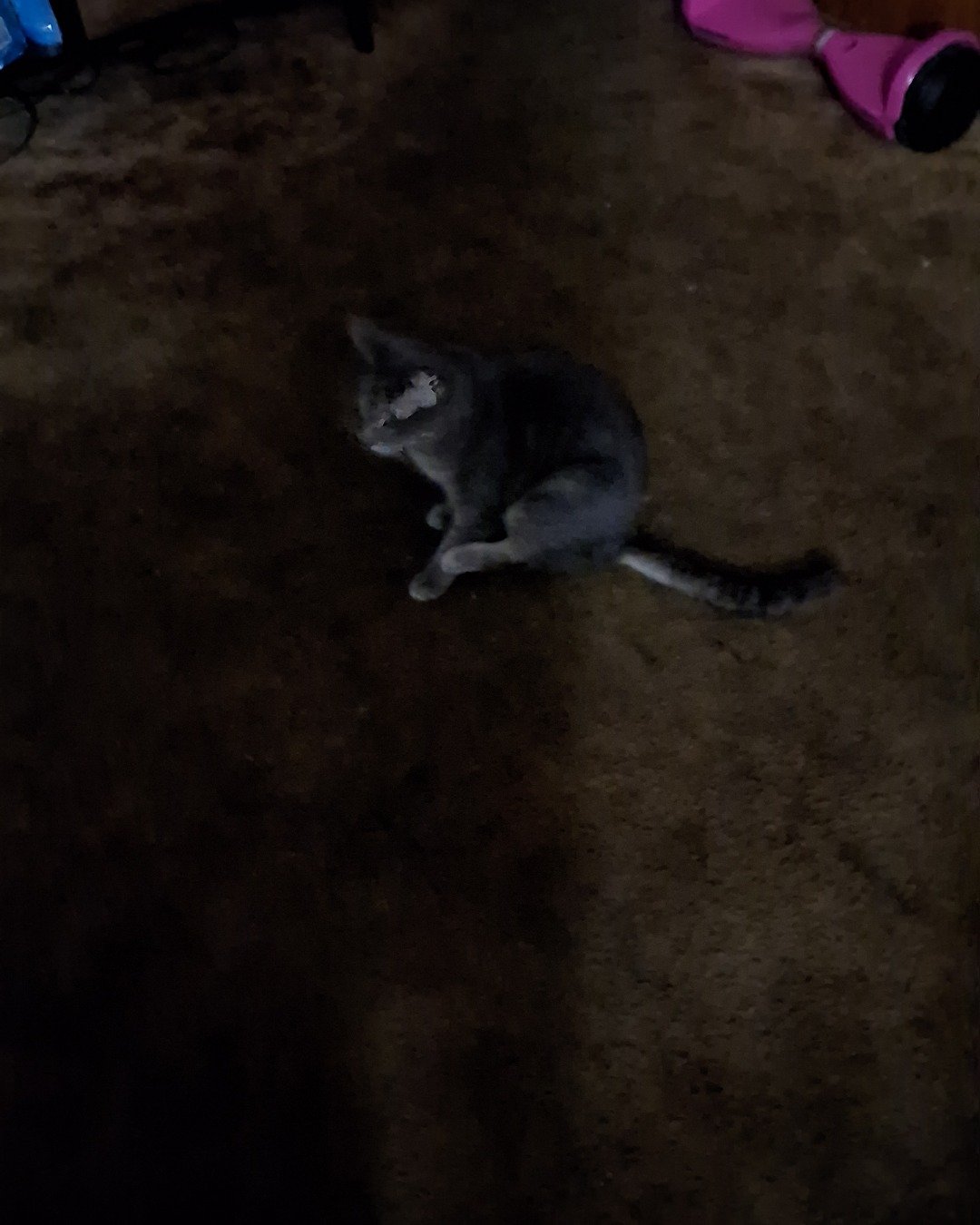 Maxwell the IDK. Cat, Kitten