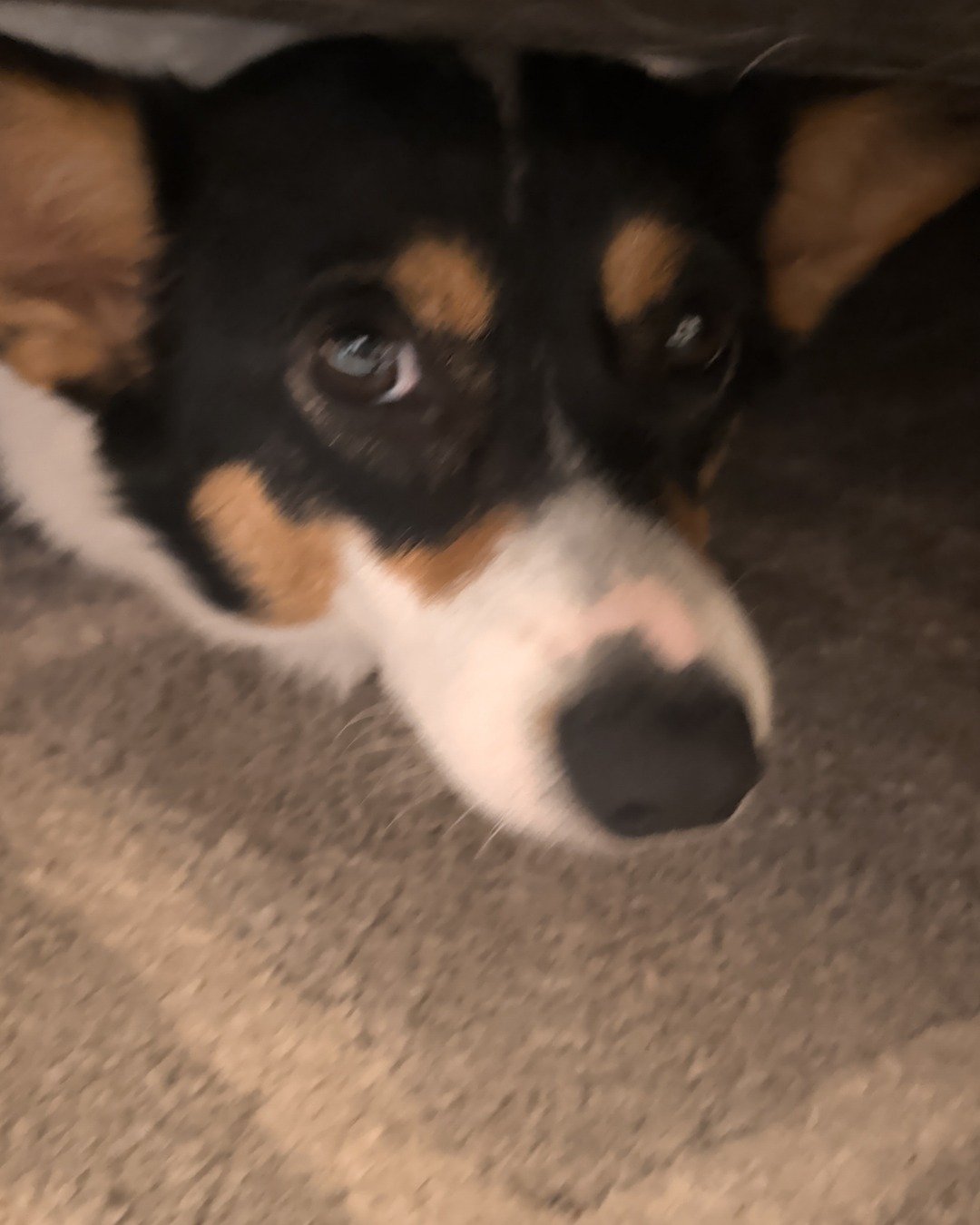 hazel the Paran Brook Corgi. Dog, Puppy, Hound, Snout