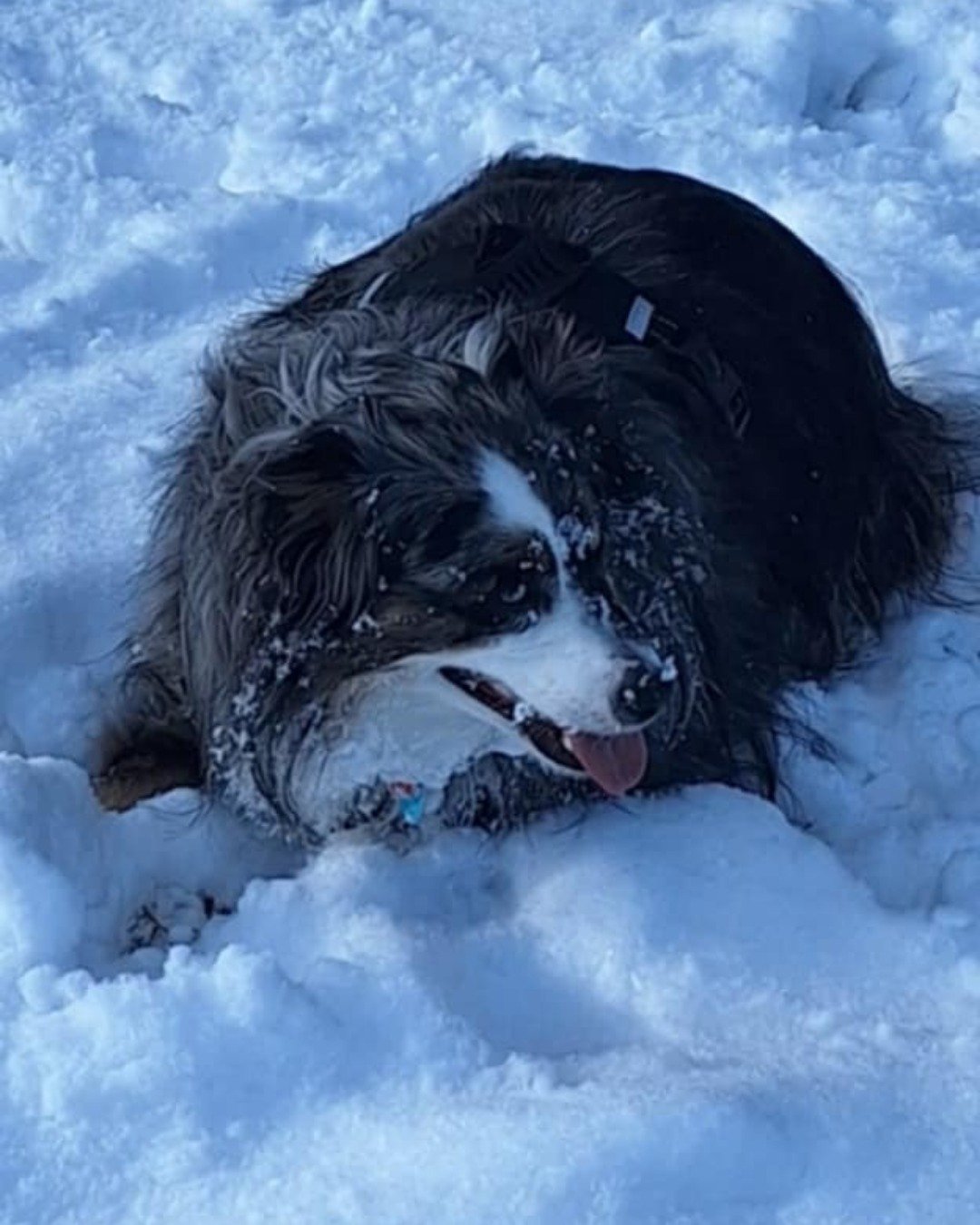 Dixie the Australian shepherd. Outdoors, Nature, Dog, Winter, Snow