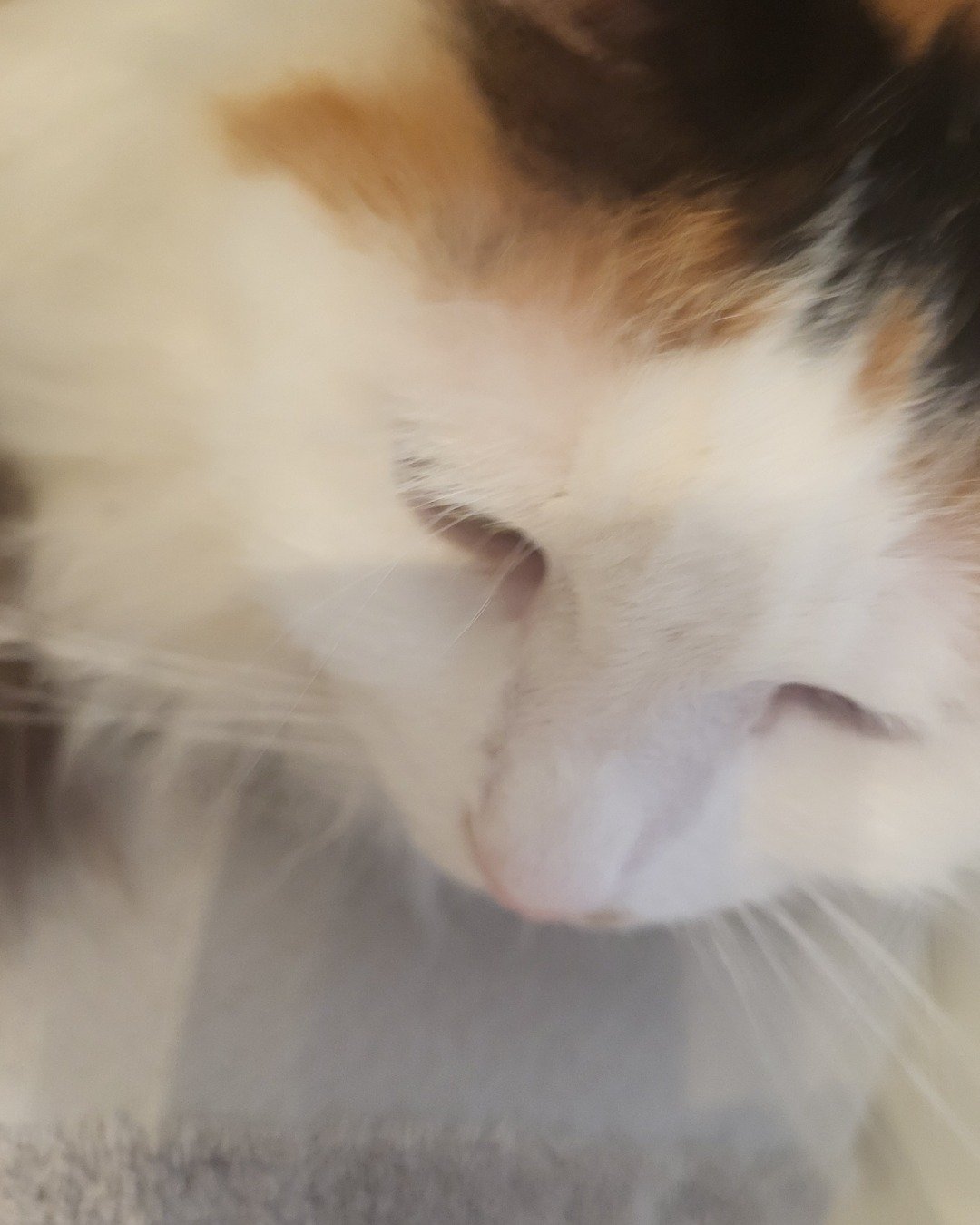 daisy. Cat, Kitten, Person, Sleeping