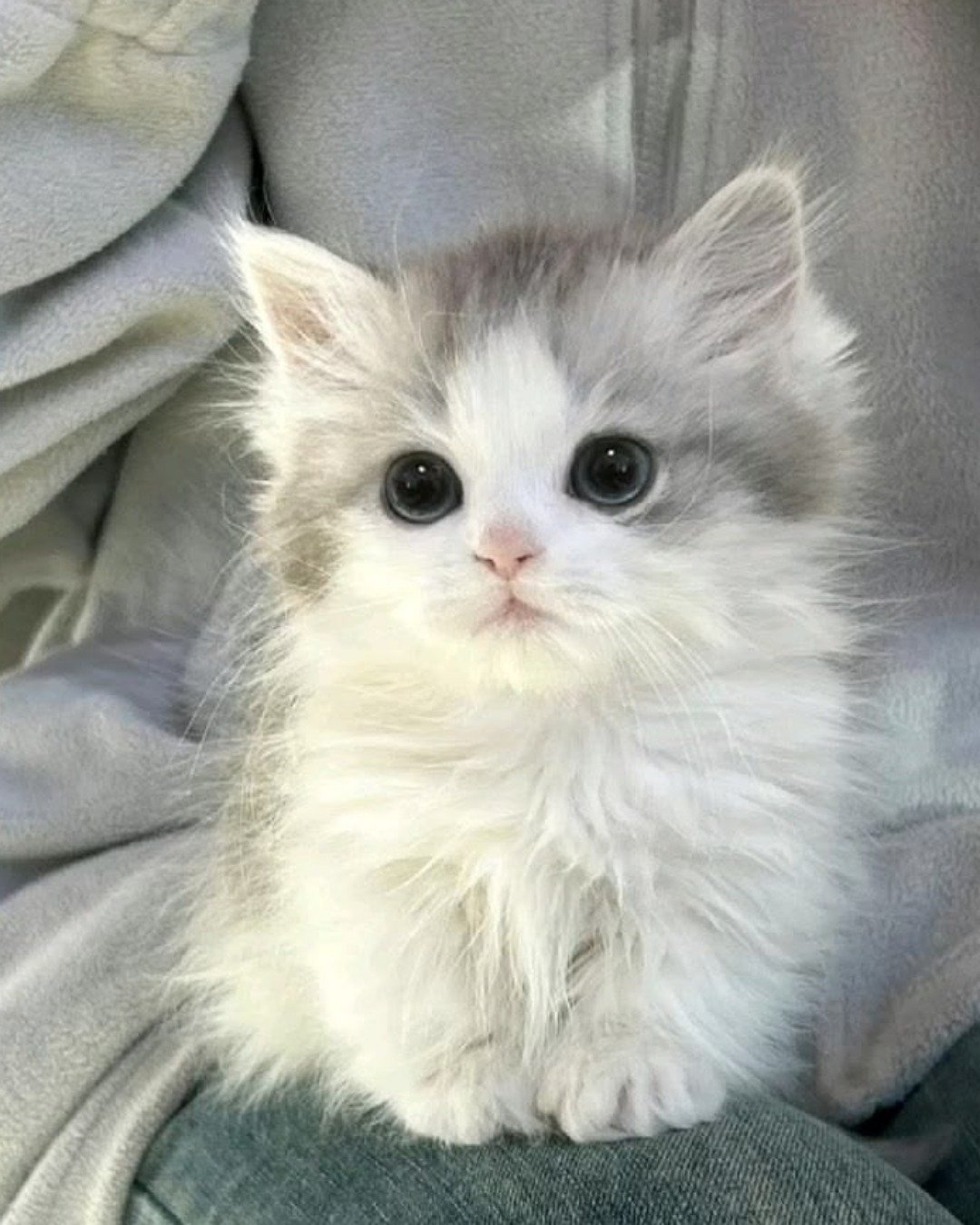CUTE CATS 💖. Cat, Kitten, Angora