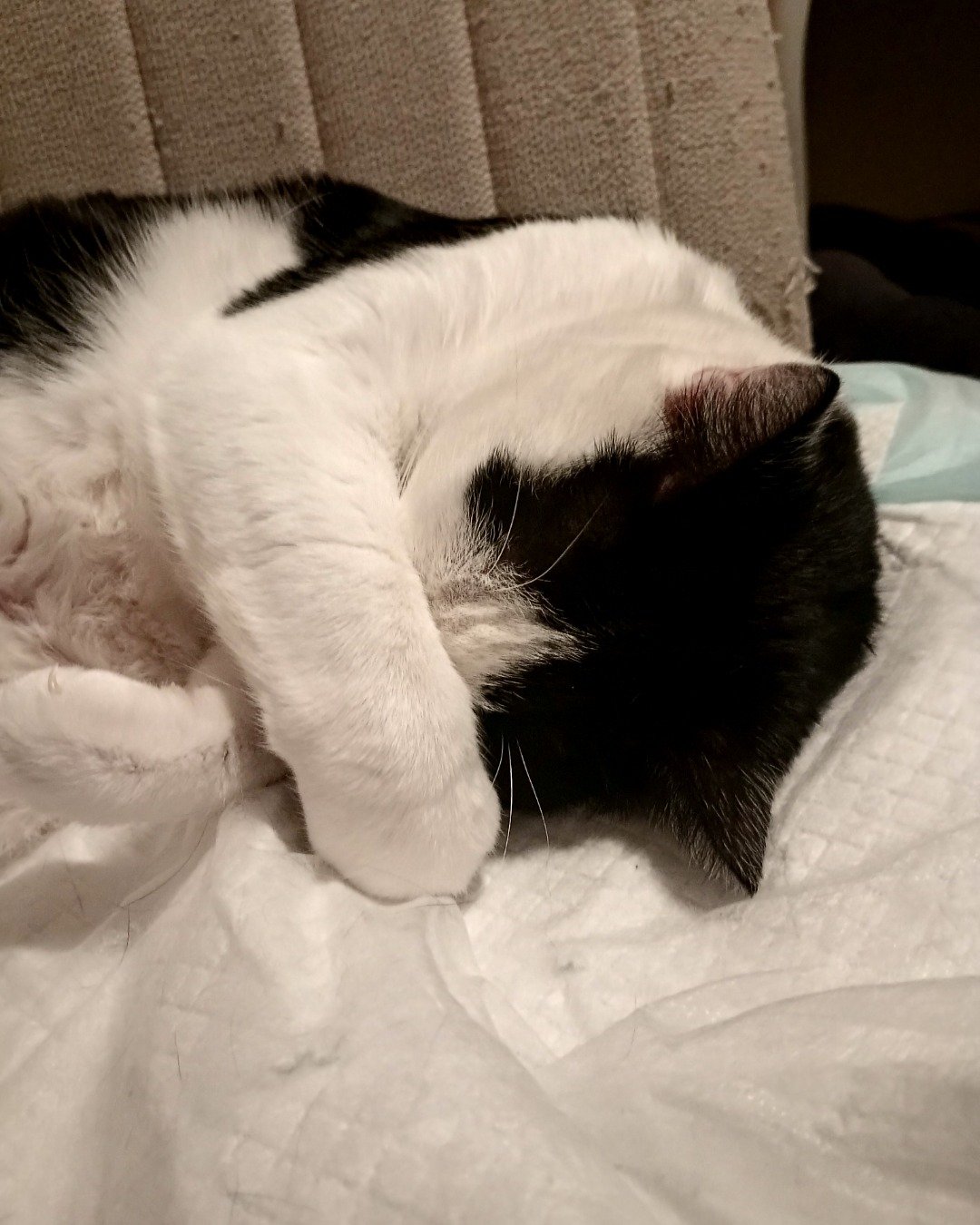 Zeke. Person, Sleeping, Couch, Furniture, Cat, Blanket