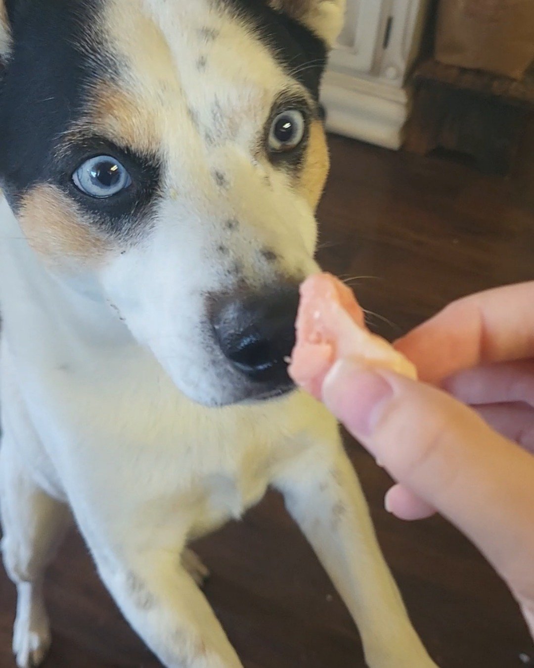 Billy the 1/4 Chihuahua 3/4 Queensland healer. Dog, Husky, Puppy, Hound