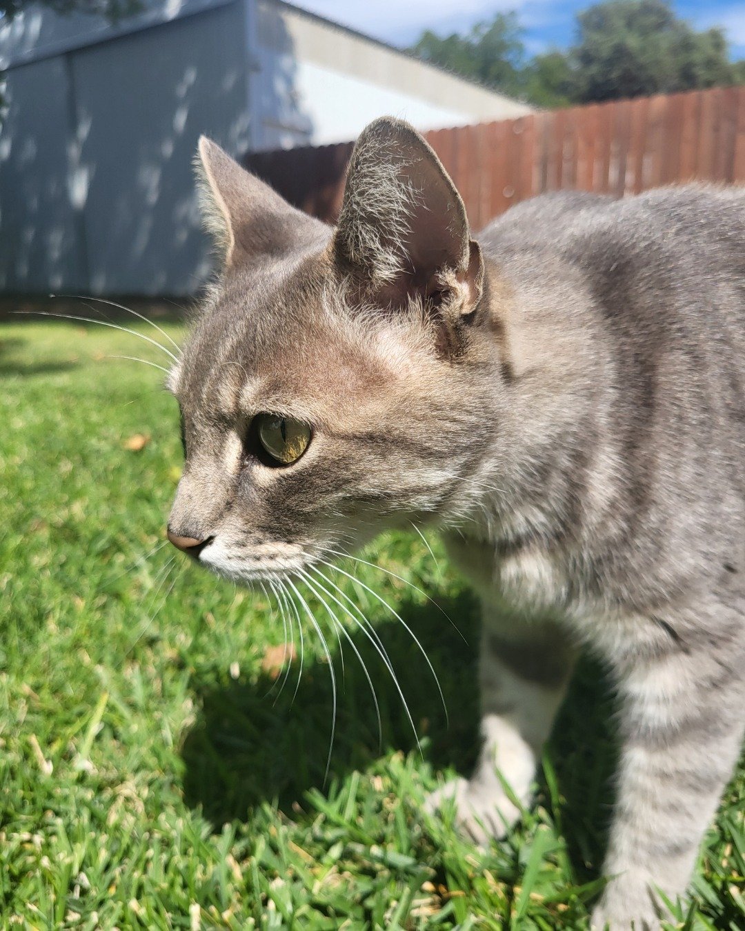 Jack the Tabby. Grass, Plant, Abyssinian, Cat, Backyard, Nature