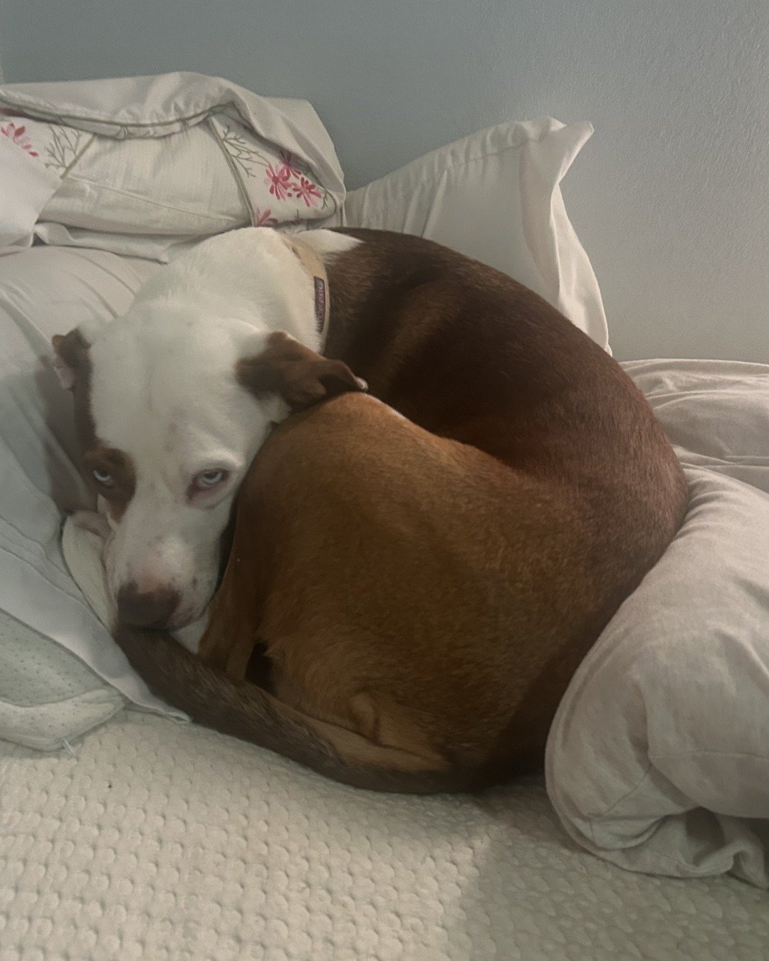 Daisy the Australian shepherd pit bull mix. Cushion, Home Decor, Dog, Blanket, Pillow