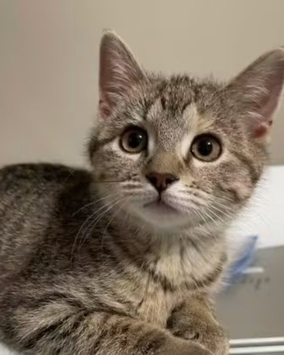 warrior. Abyssinian, Cat, Kitten