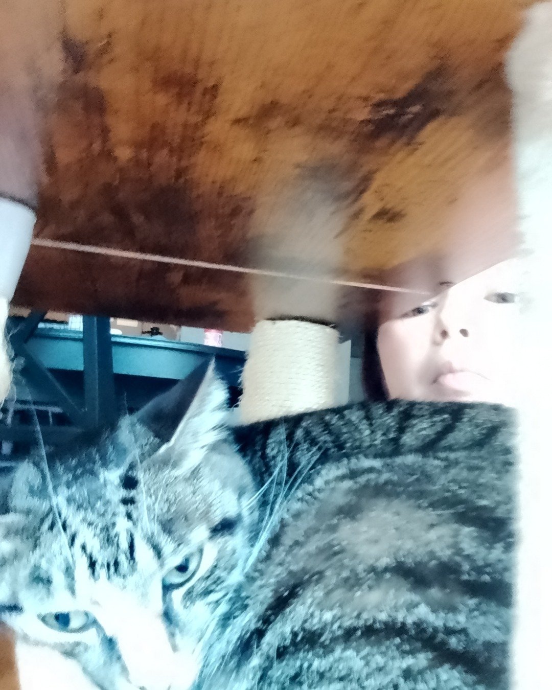 Ghostie (a.k.a. Jude) the American Shorthair. Person, Cat, Kitten