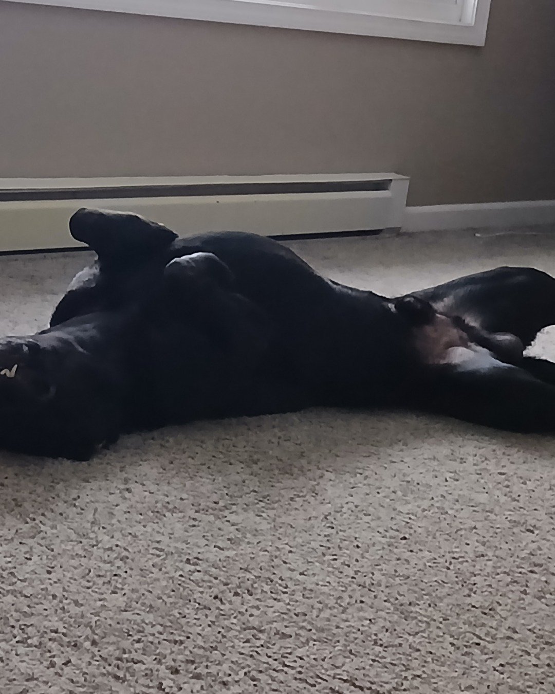 gunner the lab. Dog, Puppy