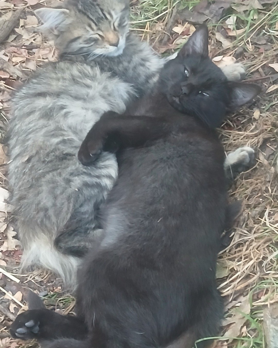 Baby Girl and Batgirl. Cat, Kitten, Manx