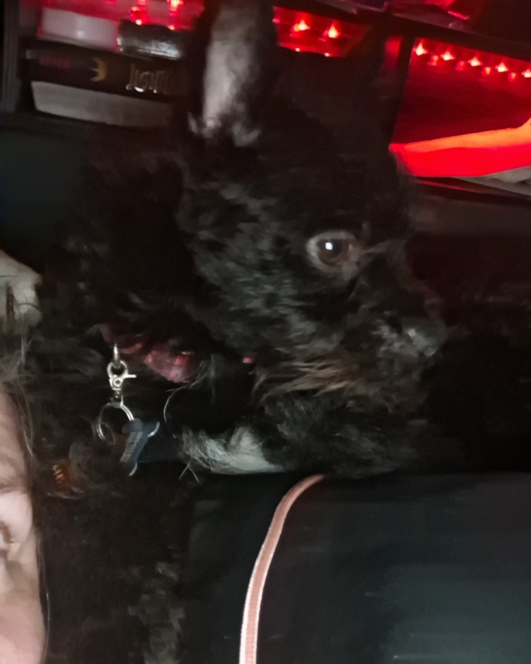 Duke the scotchi. Dog, Puppy
