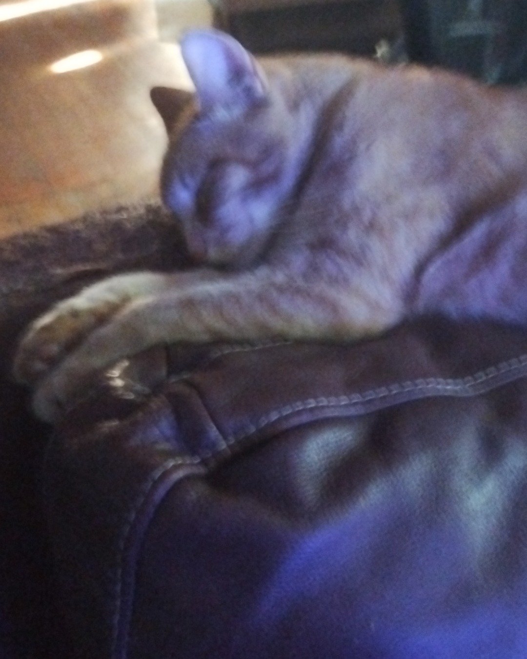 Tom the fat tabby cat. Cat, Dog, Couch, Furniture