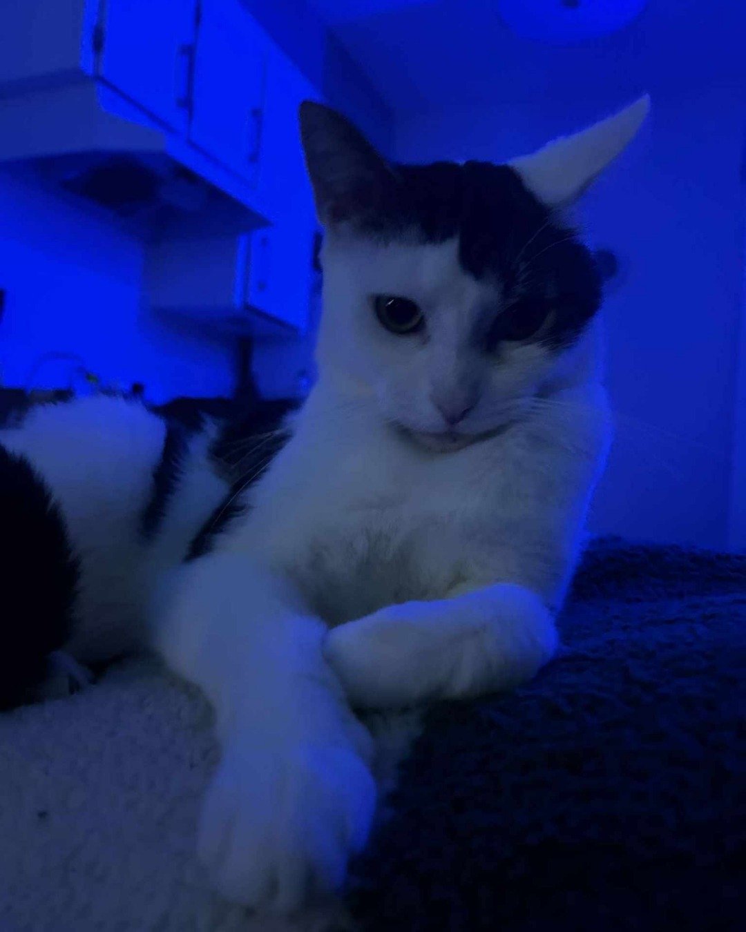 Gort. Cat