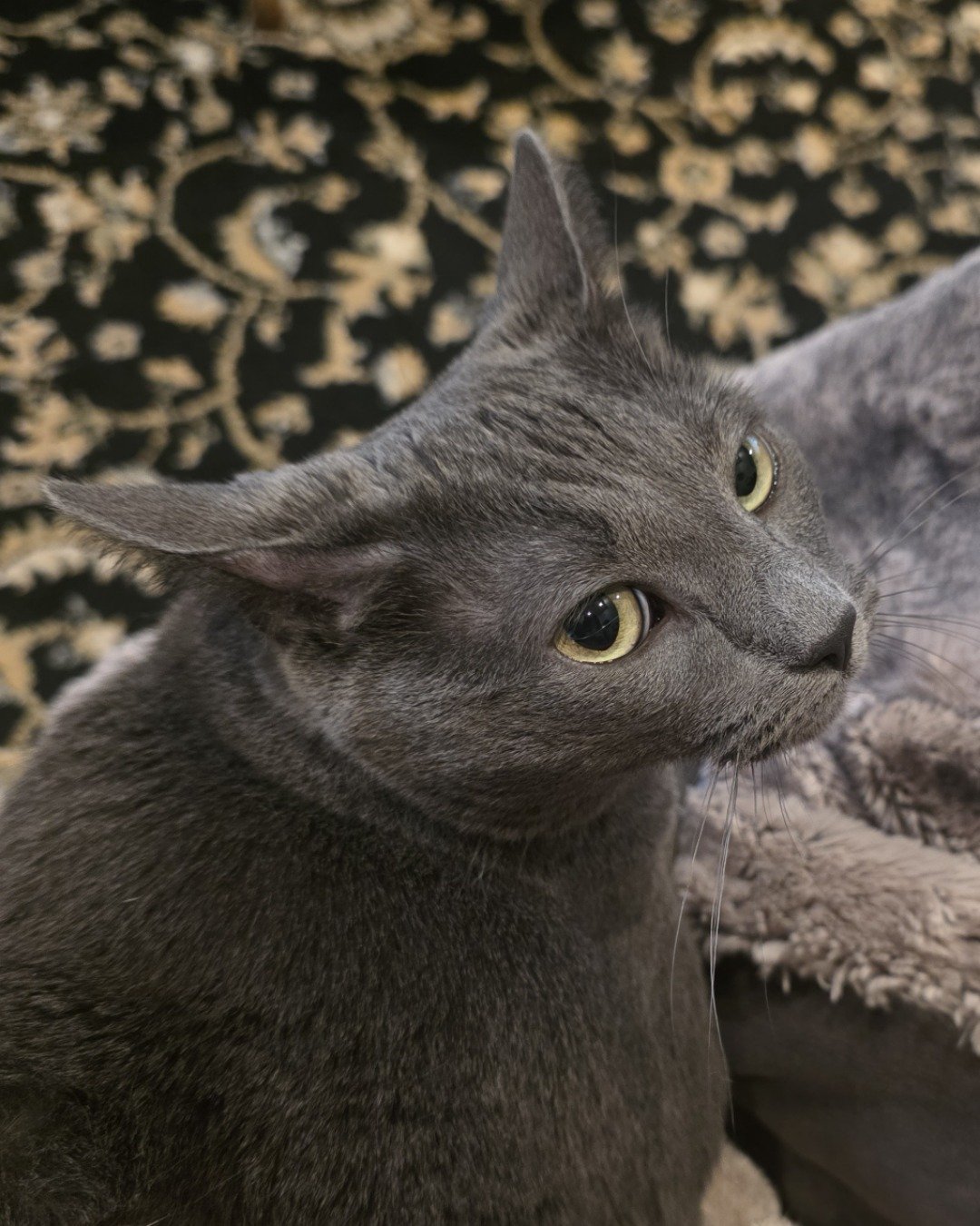 Cotton the Korat. Cat, Abyssinian