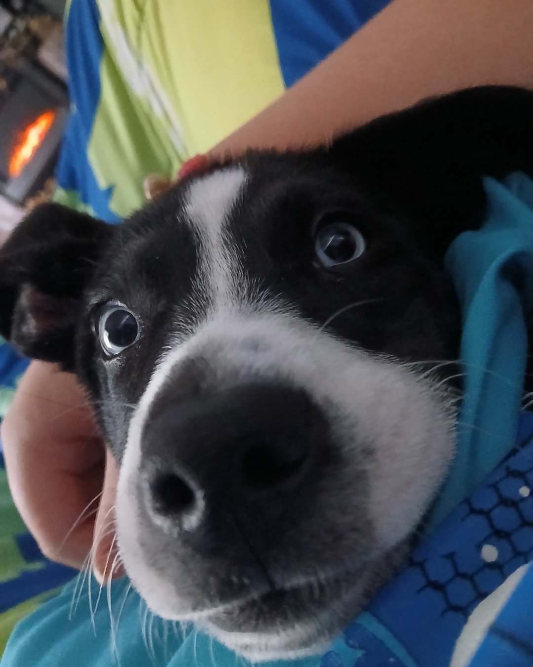 luna. Dog, Puppy, Husky, Hound
