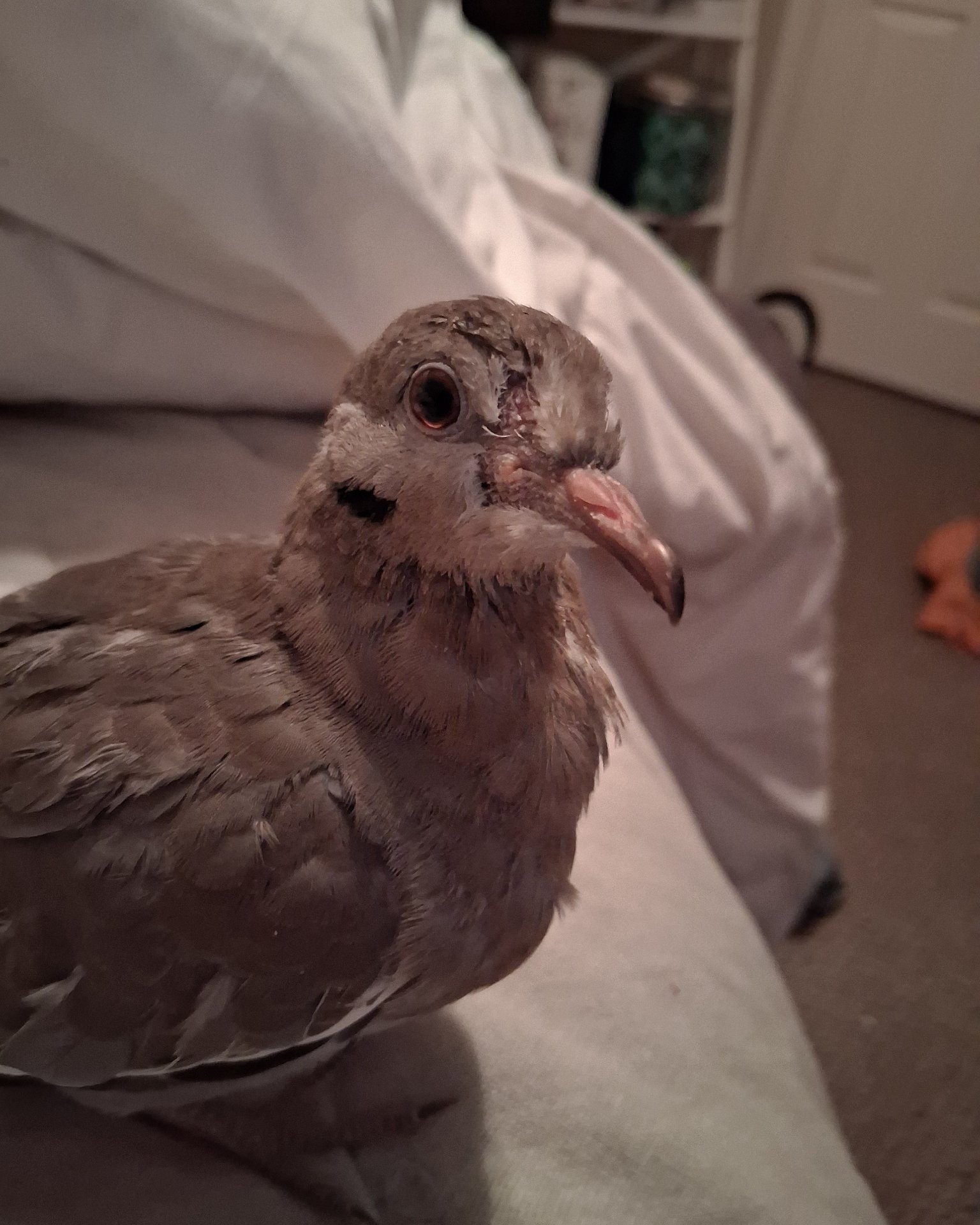 Derek the white tipped dove. Beak, Bird, Pigeon, Dove