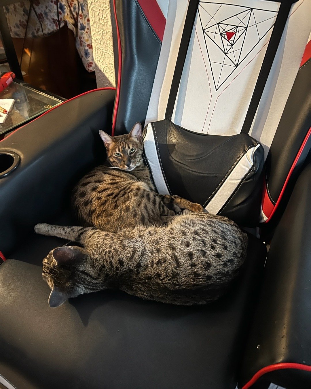 Mona the Savannah. Cat, Car, Transportation, Vehicle, Car - Interior, Car Seat
