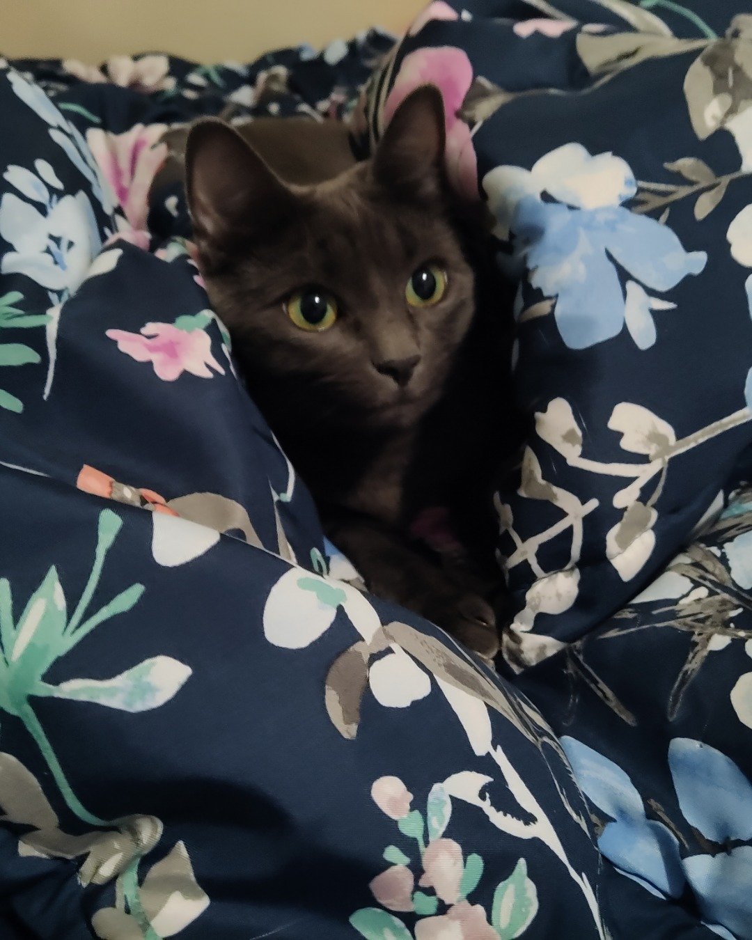 Grace the Russian Blue. Blanket, Cushion, Home Decor, Cat, Kitten, Furniture