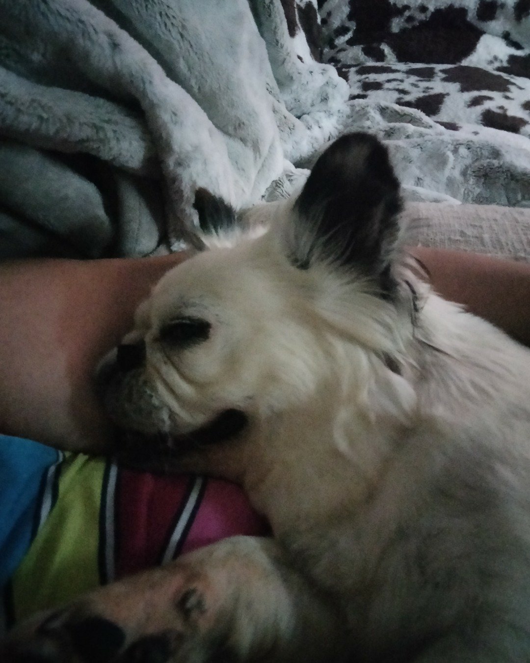 mochi the fluffy Frenchie. Dog, Puppy