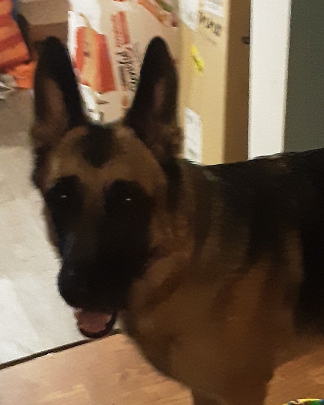 Boss the German Shepard. Dog, German Shepherd