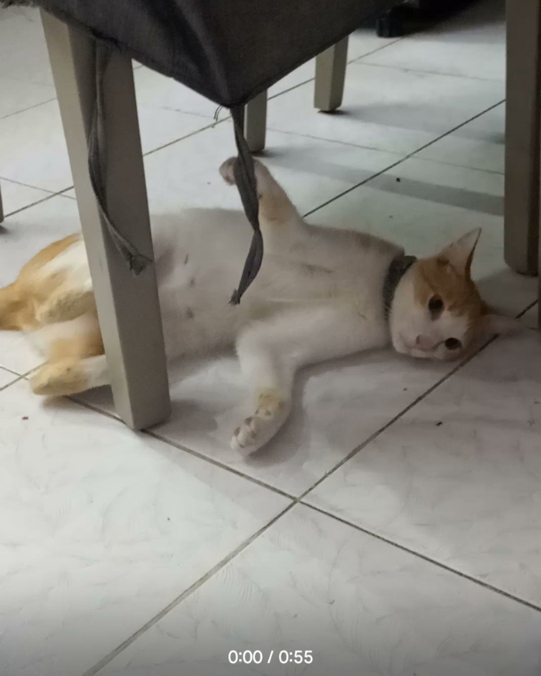 Mango. Floor, Indoors, Interior Design, Cat, Kitten, Flooring