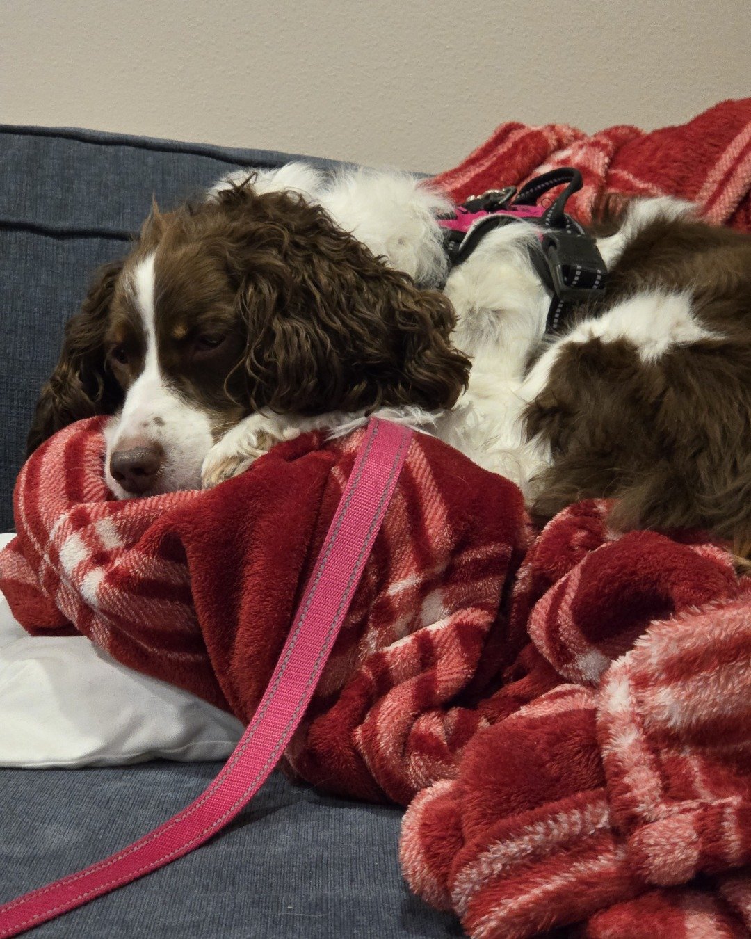 Sparky the English Springer Spaniel. Blanket, Dog, Puppy, Couch, Furniture