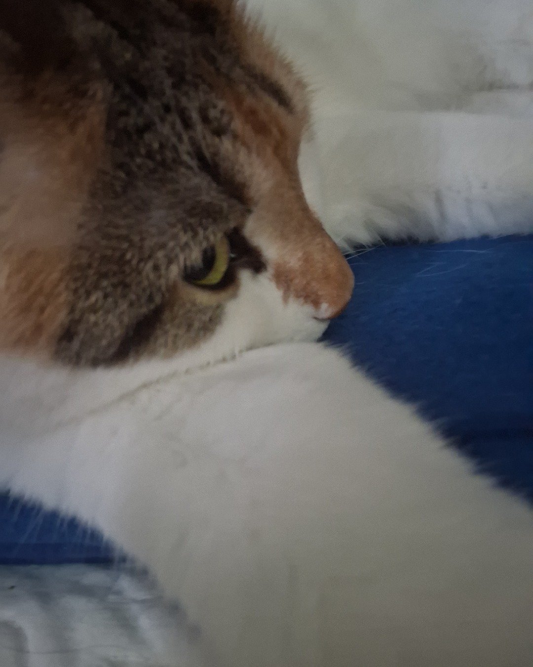 Callie the Calico maincoon. Cat, Kitten