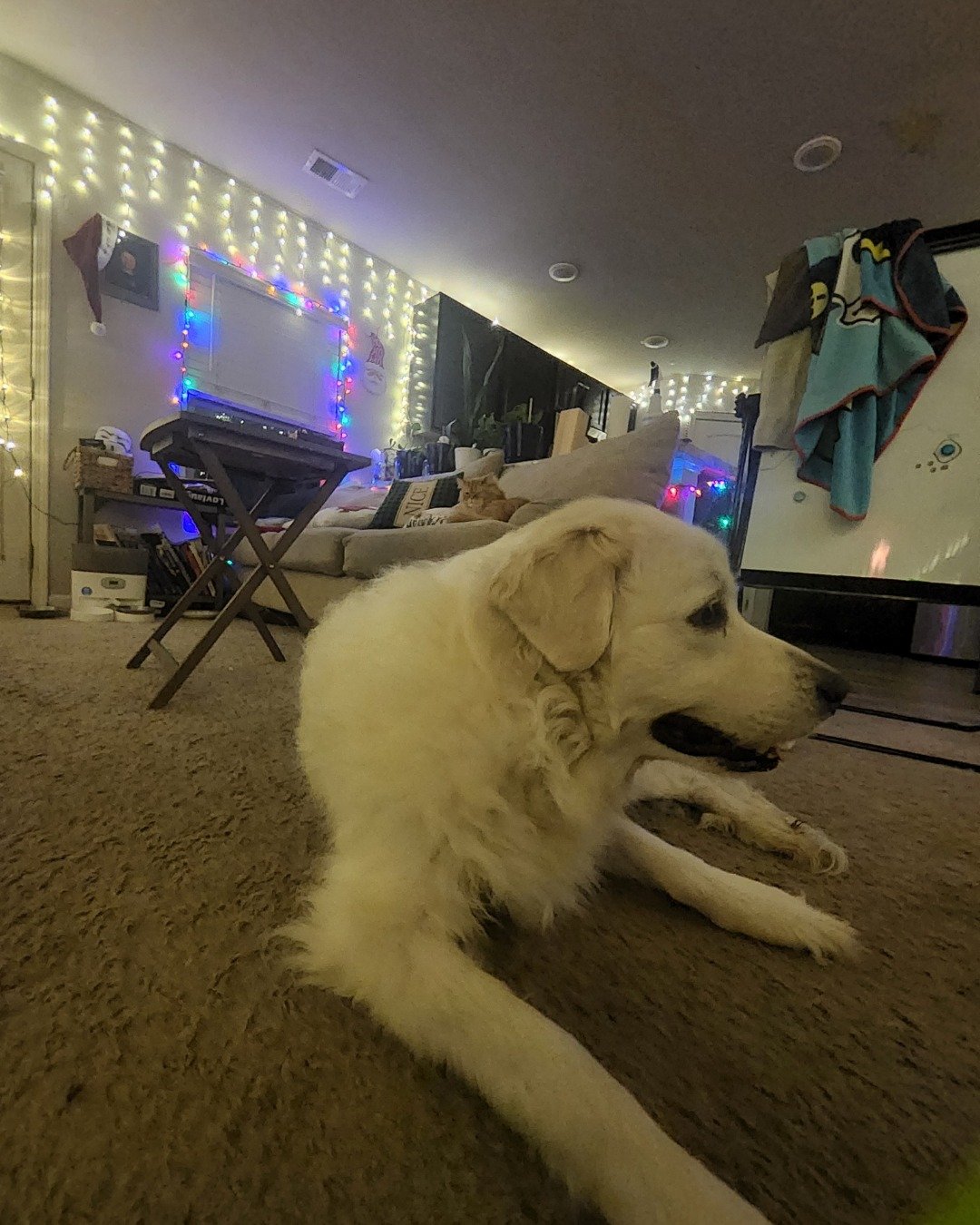 Coco the Great Pyrenees. Lighting, Dog, Floor, Indoors, Box, Computer Hardware