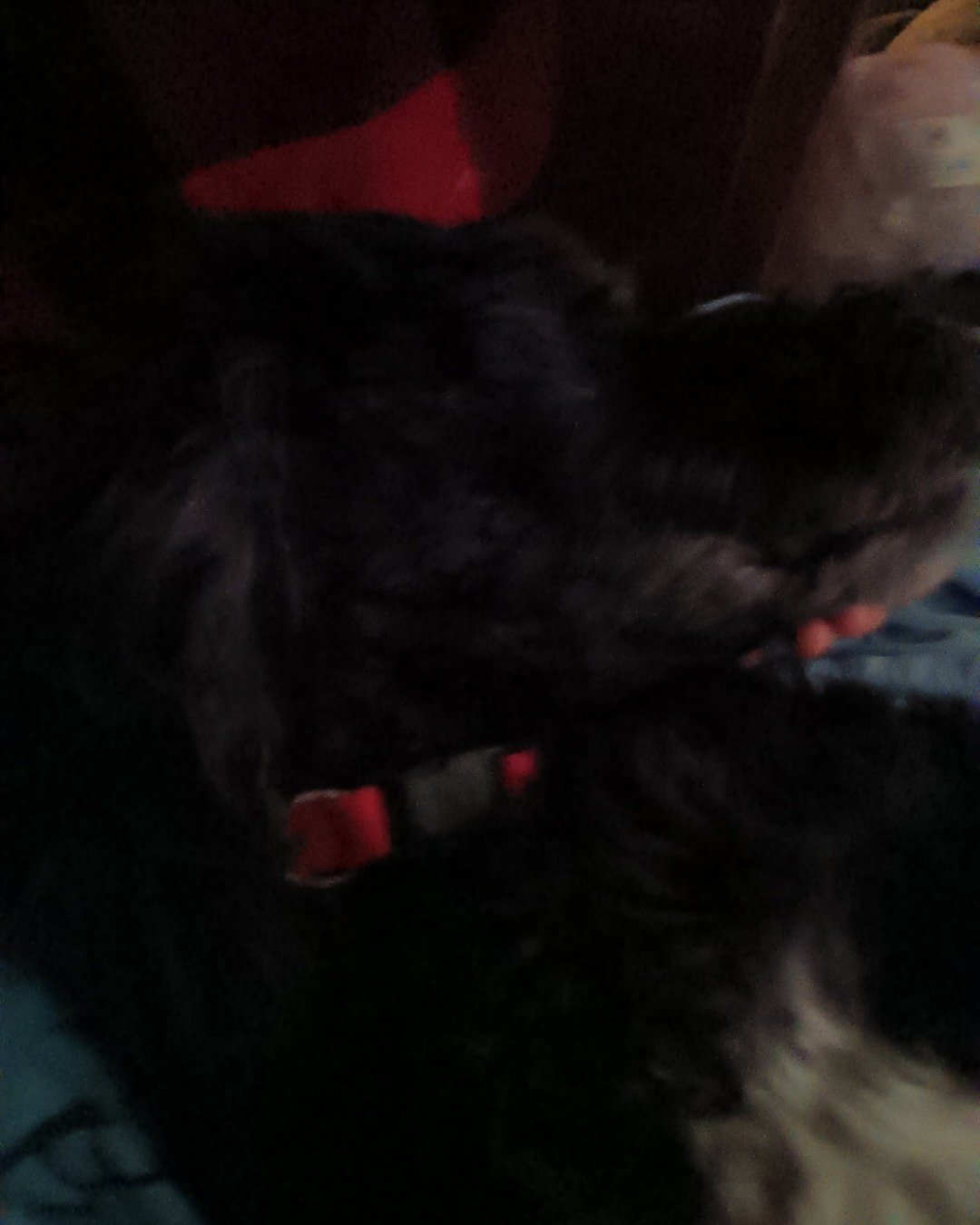 oreo the woodle. Dog, Puppy